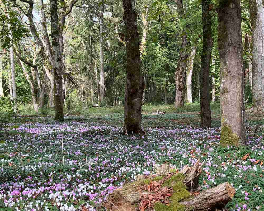 Woodland floor covered with purple wildflowers beneath tall trees on the grounds of Château de la Boutinière