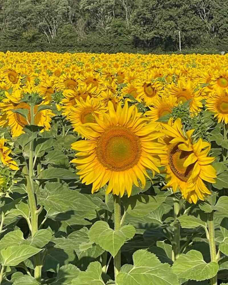 Wide field of sunflowers in bloom with trees lining the edge of the field