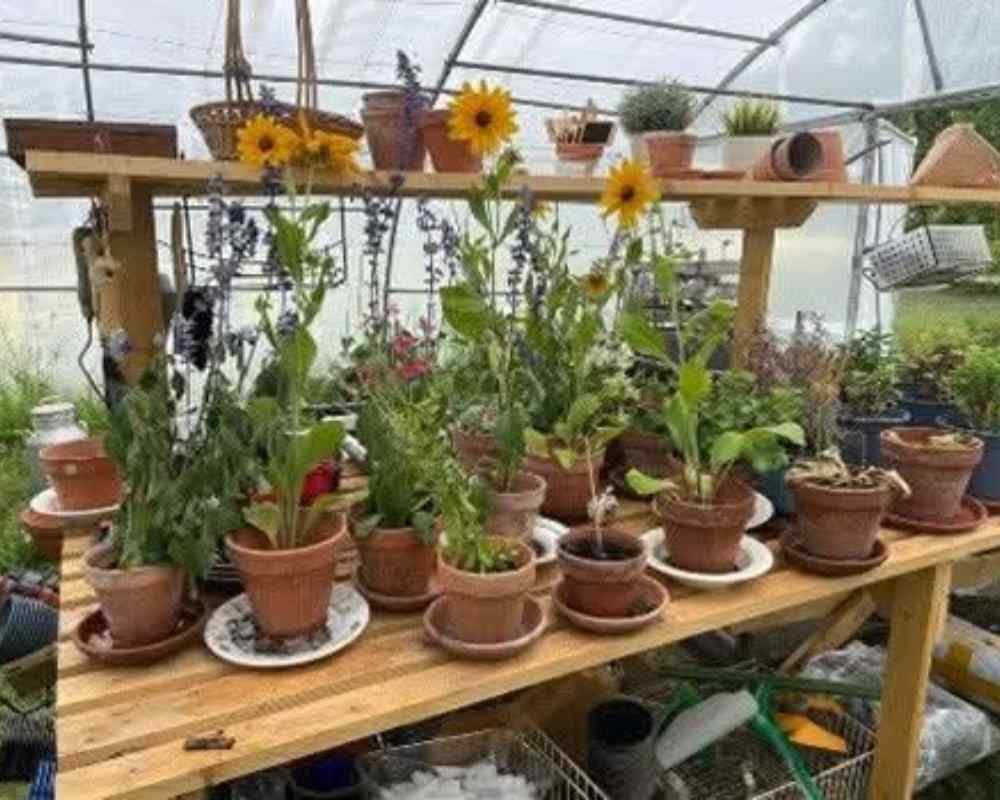 Potted plants arranged inside the greenhouse during Château de la Boutinière Events, showcasing Garden Days planting and preparation on the estate.