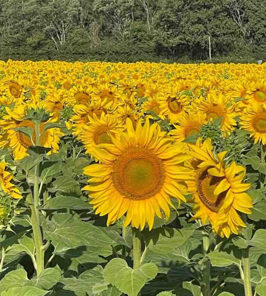 Sunflower fields near Château de la Boutinière, adding to the rural charm of this French micro wedding venue destination.