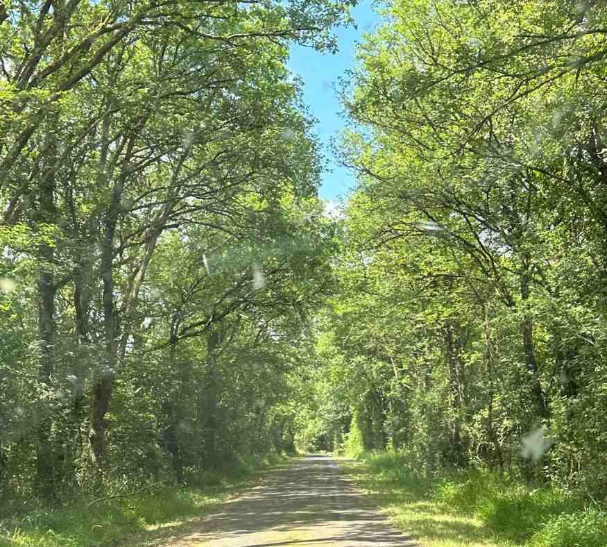 Tree-lined woodland path on the estate at Château de la Boutinière, ideal for quiet walks during romantic escapes in France.