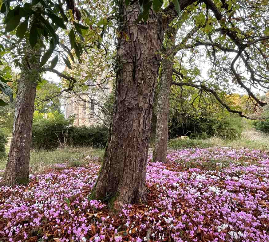 Mature trees surrounded by wildflowers in the grounds of Château de la Boutinière, creating a tranquil atmosphere for romantic escapes.