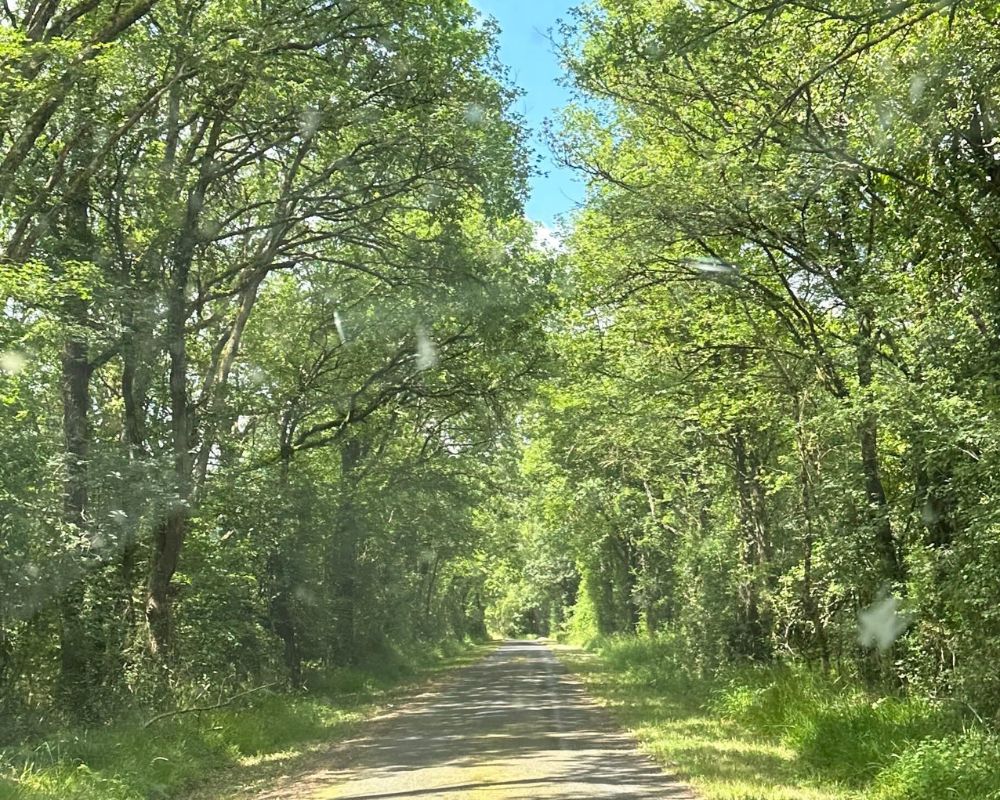 Tree-lined driveway at Château de la Boutinière, with sunlight filtering through mature green trees and forming a shaded path through the estate woodland.