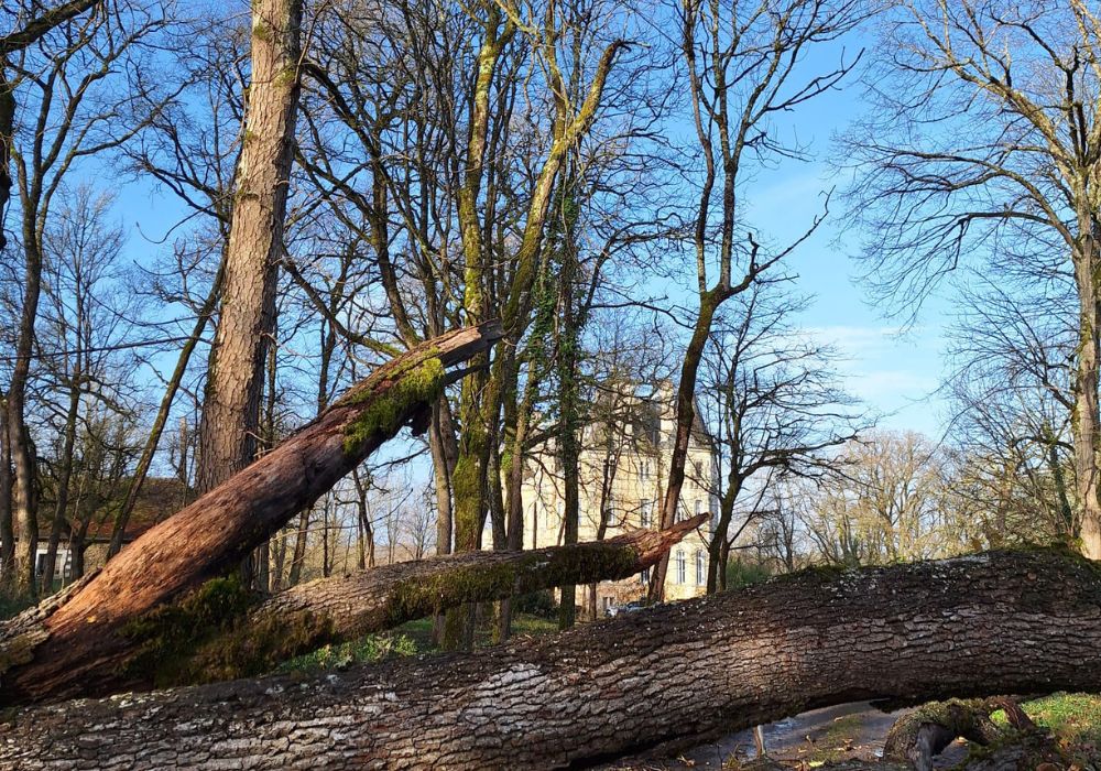 A large fallen tree lies across the château driveway, with broken branches and moss-covered trunk sections in the foreground and the château visible through the woodland behind.