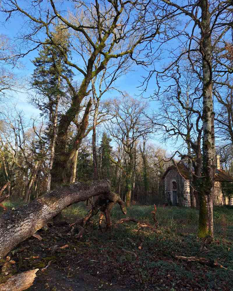 A storm-felled tree rests across the woodland floor near the hunting lodge, surrounded by tall bare trees under a clear blue winter sky.