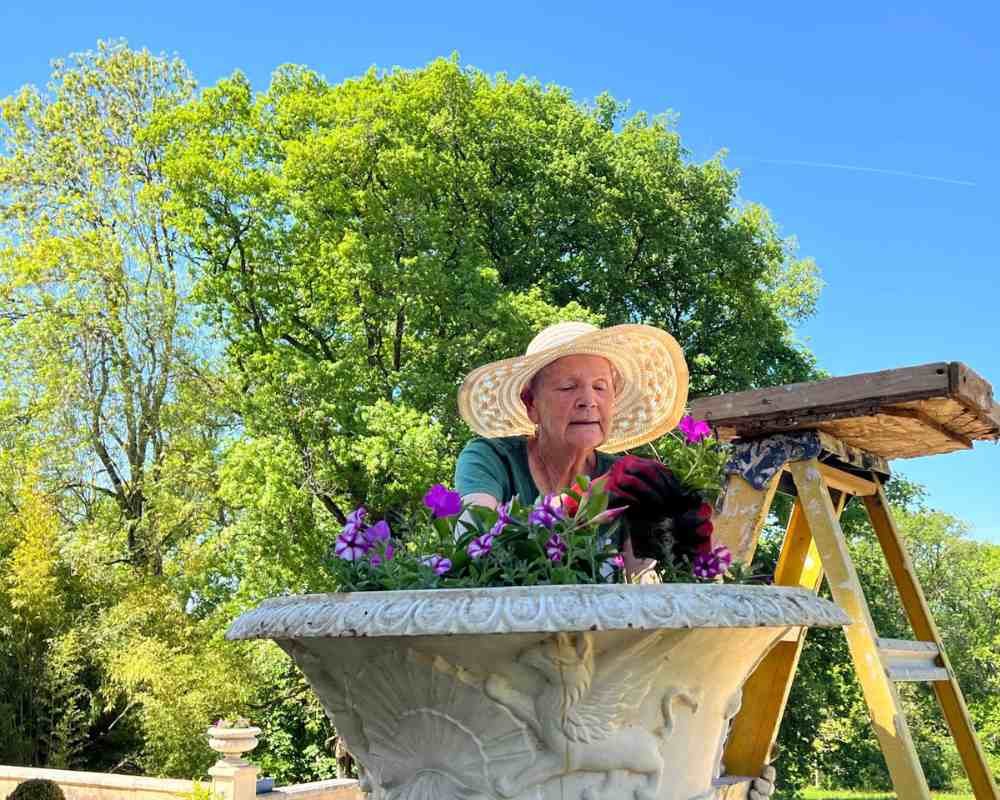 Chateau events gardening day close view of a woman planting bright pink and purple flowers into a large stone urn.