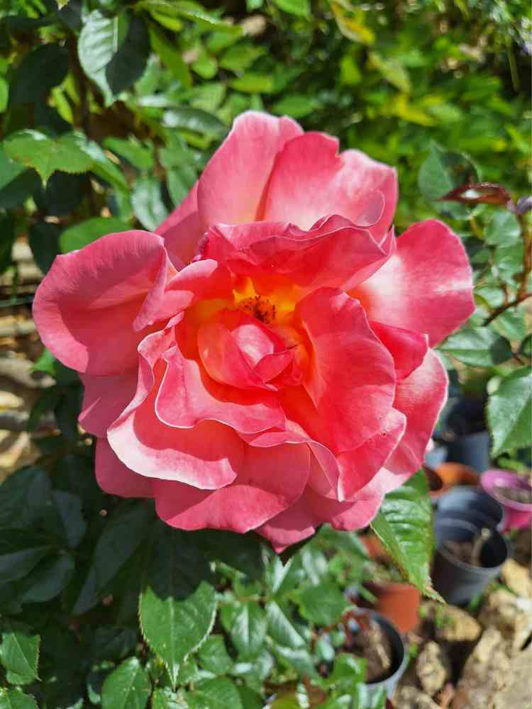 A close-up of one of the pink roses flowering in the château garden during spring.