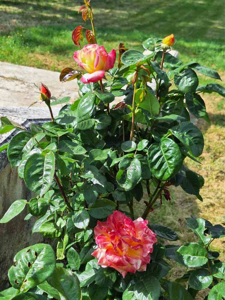 A rose bush beginning to flower in the spring sunshine at Château de la Boutinière.