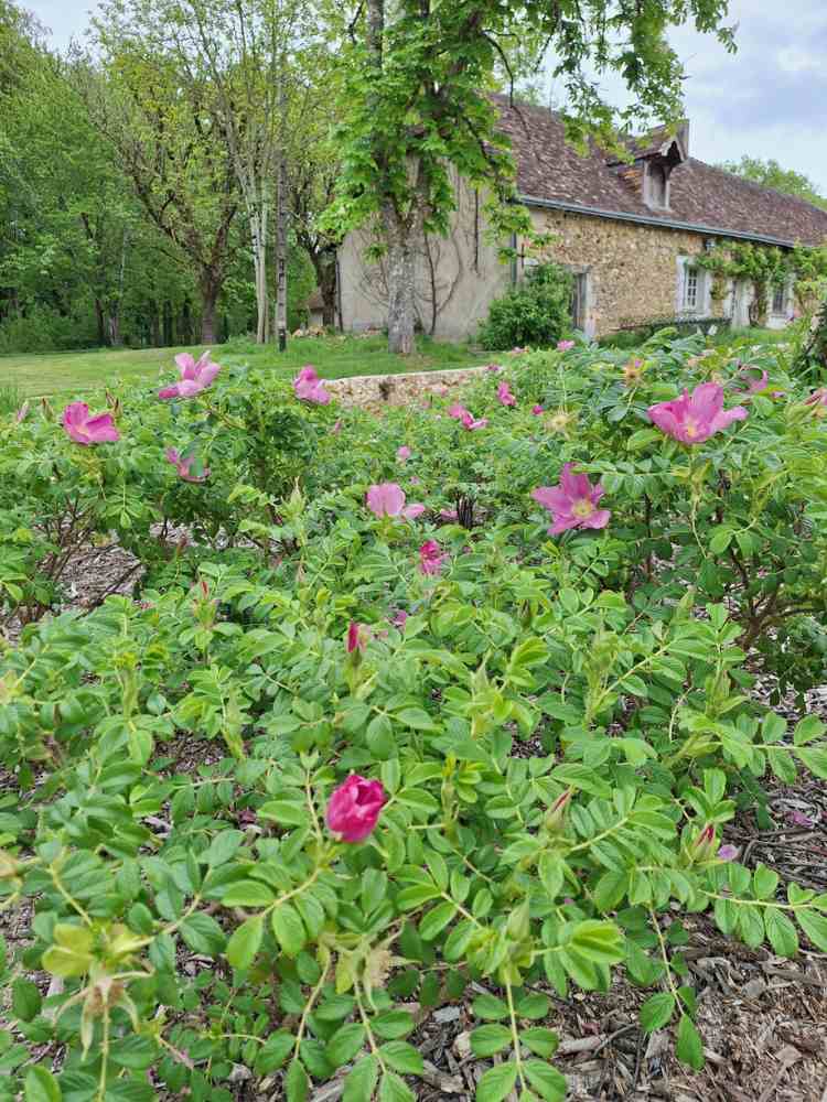 Pink roses flowering in the château garden as the grounds begin to come back to life after winter.