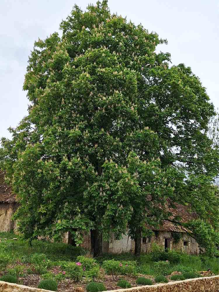 A mature tree in full spring leaf beside one of the old stone buildings on the château estate.